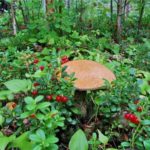 Сбор грибов в лесах вокруг Ладожского озера