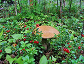 Сбор грибов в лесах вокруг Ладожского озера